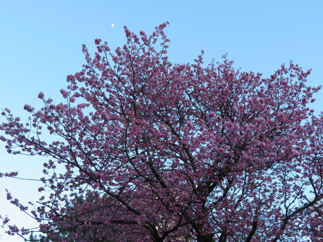 IMG_0007.JPG