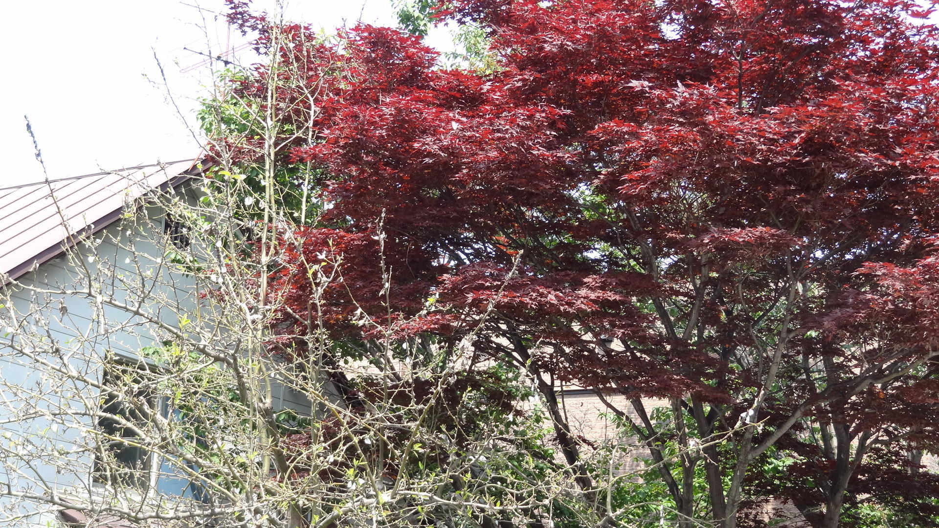 花木・庭木・家庭果樹の病気と害虫 樹種別診断と防除／藤原二男 花